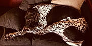 Oudini participe au concours pour gagner de l'argent avec cette photo : canidae, carnivore, flesh, foot, german_shorthaired_pointer, hand, human_leg, leg, linens, paw, pointer, sporting_group, tail