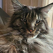 Taurus participe au concours pour gagner de l'argent avec cette photo : cat, fluffy, indoor, closeup, furry, pet, animal, relaxed, mammal, whiskers, ears, face, fur, portrait, domestic, cute, feline, cozy, resting, tabby