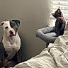 dog, cat, indoor, window, blinds, bed, bedding, cat_tree, collar, pet, animal, feline, canine, gray_cat, sitting, yawning, sunlight, cozy, resting, unique_markings