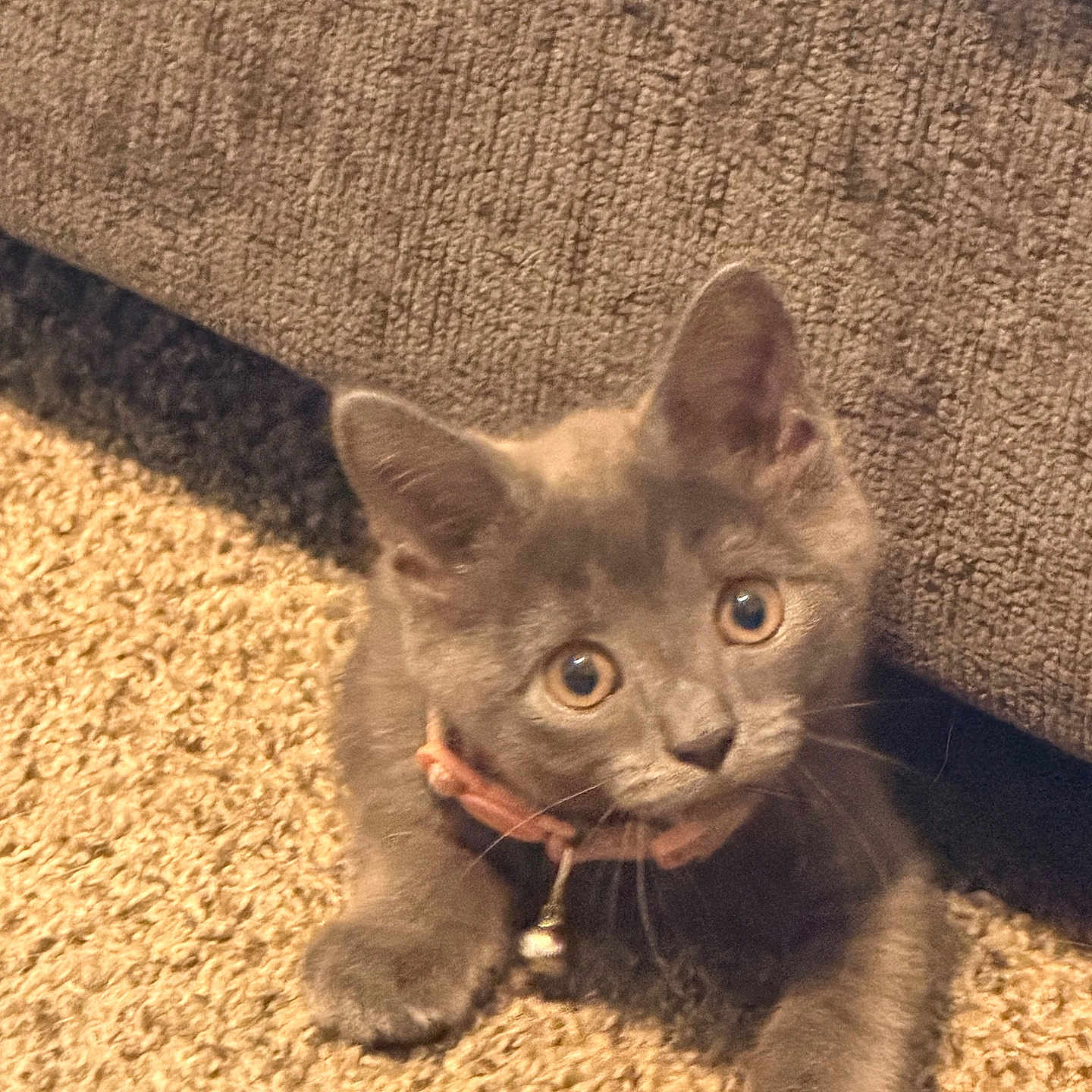 Blu Dior joined the competition — help win amazing prizes! kitten, cat, gray_cat, pet, collar, carpet, indoor, cute, young_animal, feline, whiskers, ears, curious, fur, paws, domestic_animal, animal, resting, looking_up, home
