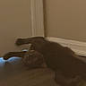 Blu Dior is registered to the contest to win money with this photo: cat, indoor, floor, wall, corner, trim, dark_fur, pet, animal, lying_down, blurry, low_light, shadow, home, domestic, feline, quiet, resting, flooring, room