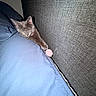 Blu Dior is registered to the contest to win money with this photo: kitten, cat, sleeping, paw, toy, pink_ball, blue_blanket, collar, indoor, cozy, resting, feline, pet, gray_cat, texture, wall, soft, cute, animal, relaxation