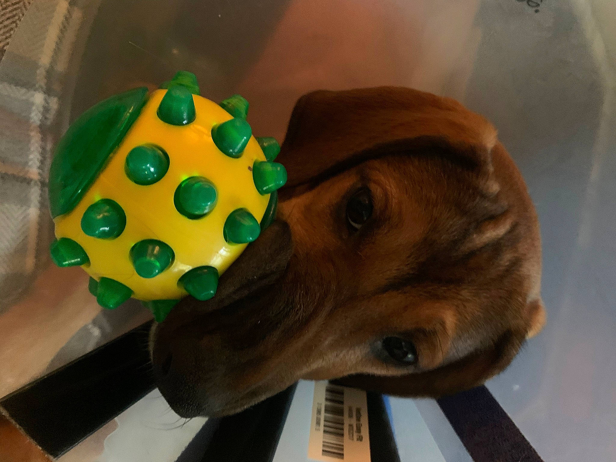 Teeter is registered to the contest to win money with this photo: canidae, fawn, snout