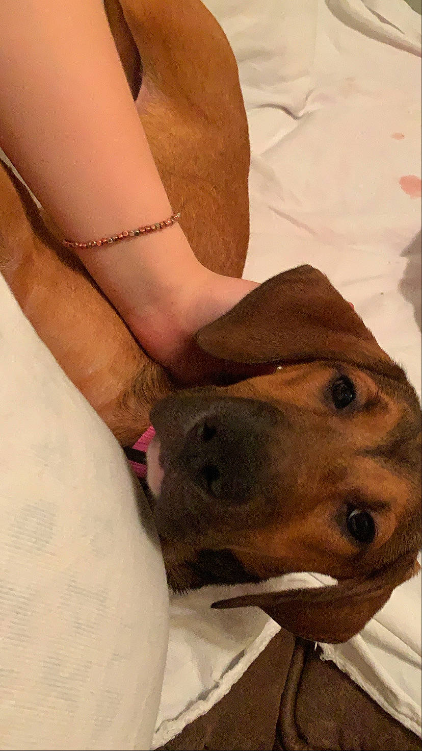 Teeter is registered to the contest to win money with this photo: american_pit_bull_terrier, canidae, carnivore, dog, dog_breed, fawn, leg, mouth, muscle, non_sporting_group, snout, sporting_group