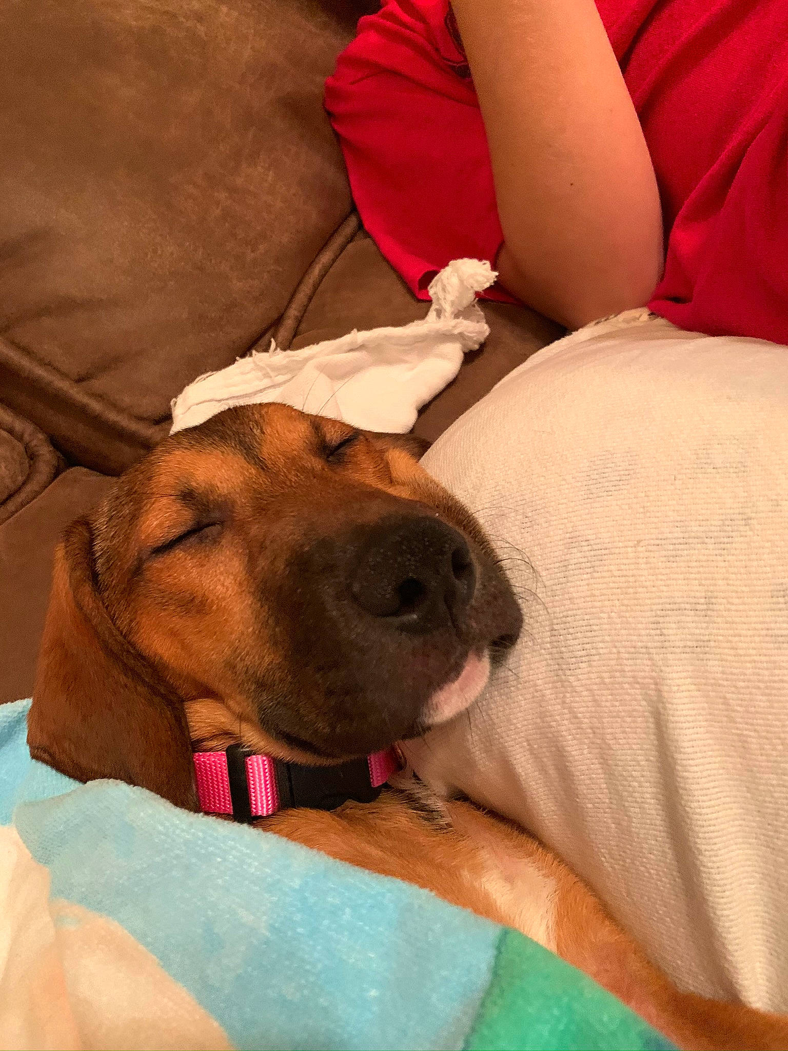 Teeter joined the competition — help win amazing prizes! canidae, carnivore, coonhound, dog, dog_breed, fawn, hound, mammal, puppy, puppy_love, redbone_coonhound, rhodesian_ridgeback, snout, sporting_group, vertebrate, vizsla