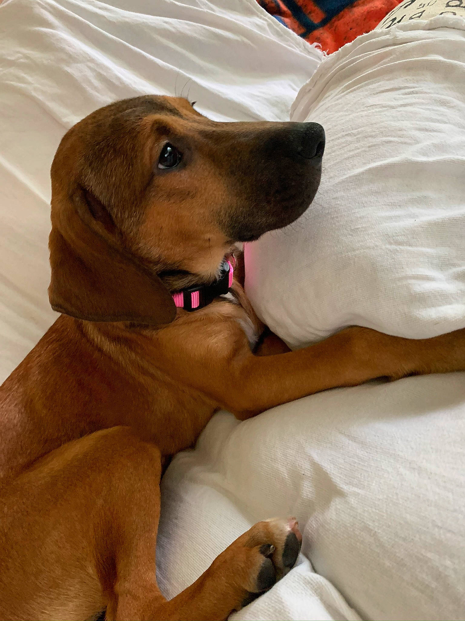 Teeter joined the competition — help win amazing prizes! azawakh, broholmer, canidae, carnivore, companion_dog, coonhound, dog, dog_breed, fawn, mammal, muscle, puppy, redbone_coonhound, rhodesian_ridgeback, segugio_italiano, skin, snout, sporting_group, vertebrate