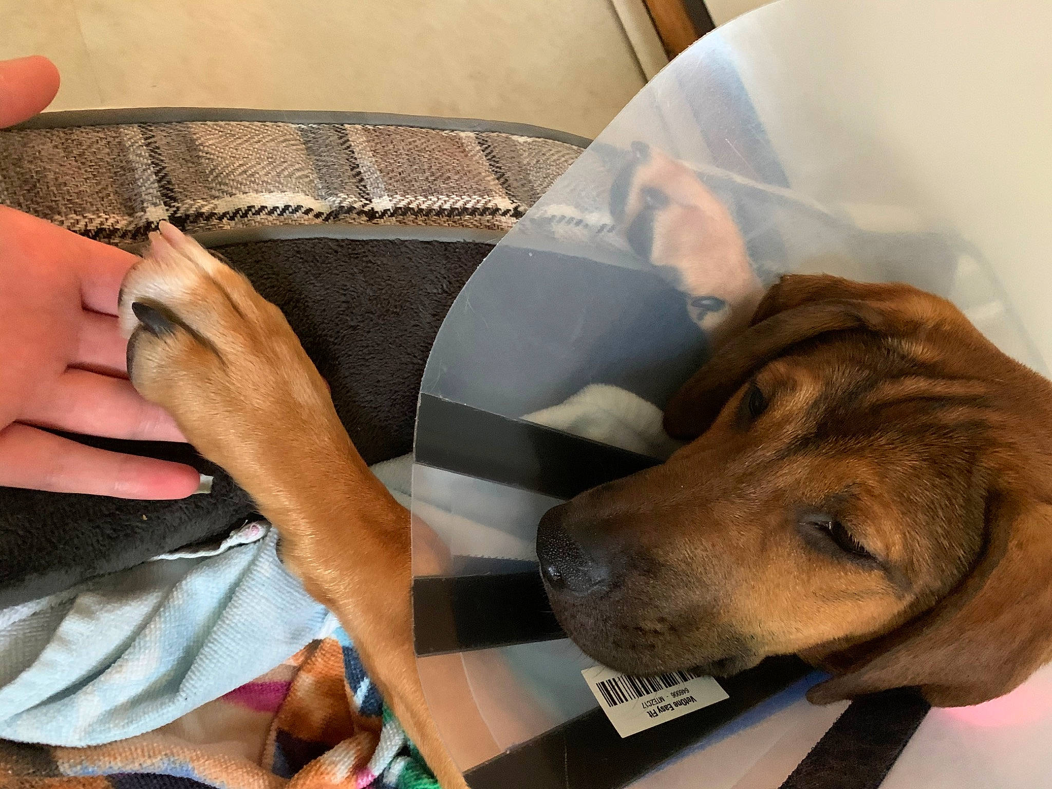 Teeter is registered to the contest to win money with this photo: bloodhound, canidae, carnivore, companion_dog, coonhound, dog, dog_breed, ear, fawn, hound, mammal, nap, puppy_love, redbone_coonhound, rhodesian_ridgeback, sporting_group, vizsla