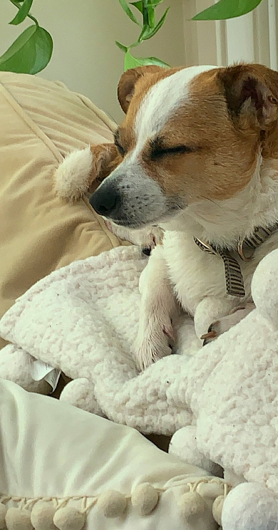 Boop joined the competition — help win amazing prizes! canidae, carnivore, companion_dog, dog, dog_breed, fawn, jack_russell_terrier, mammal, parson_russell_terrier, puppy, puppy_love, rat_terrier, russell_terrier, snout