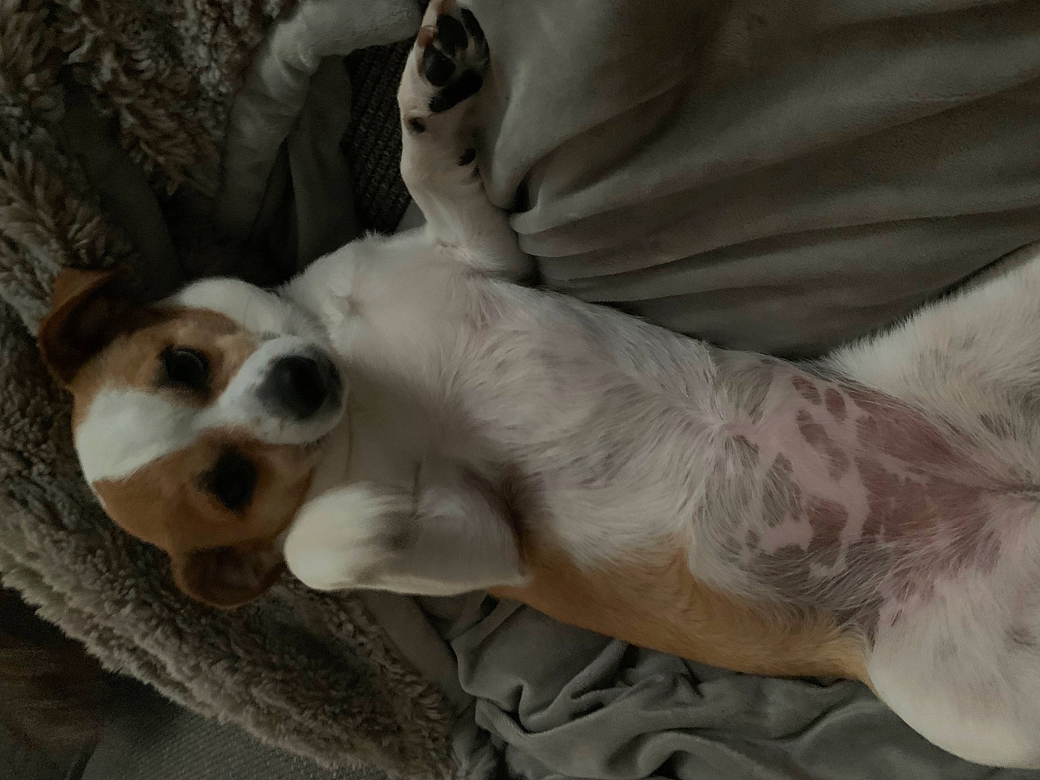 Boop is registered to the contest to win money with this photo: canidae, carnivore, danish_swedish_farmdog, dog, dog_breed, mammal, paw, puppy, puppy_love, russell_terrier, snout, sporting_group, vertebrate