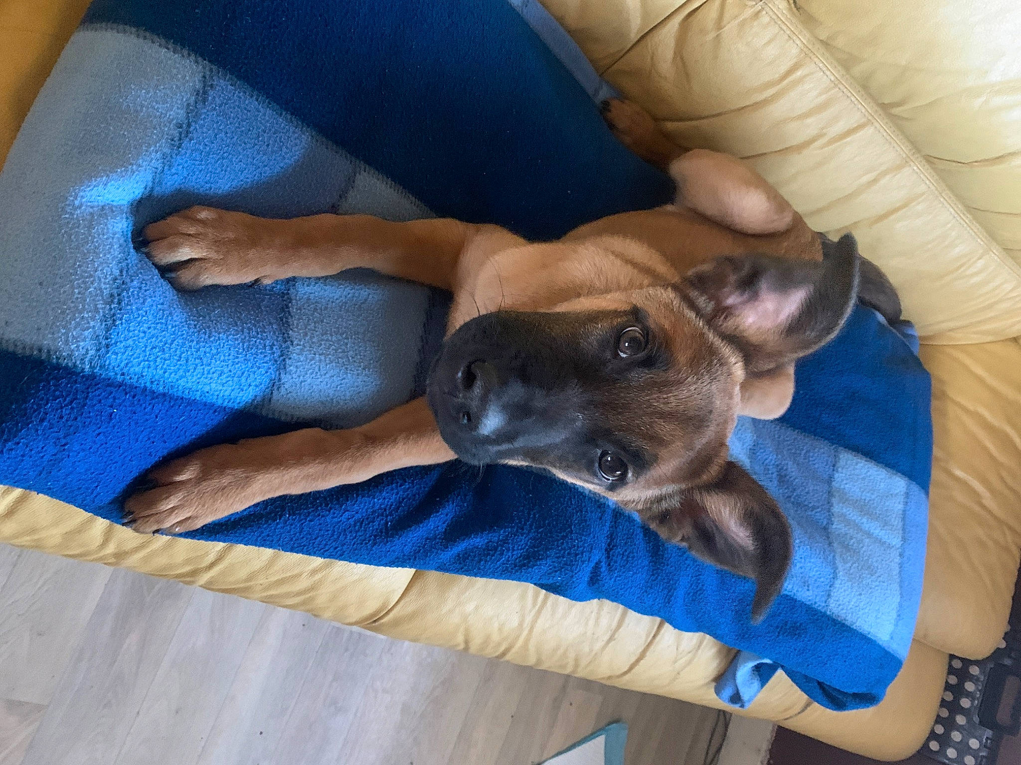 Angel
