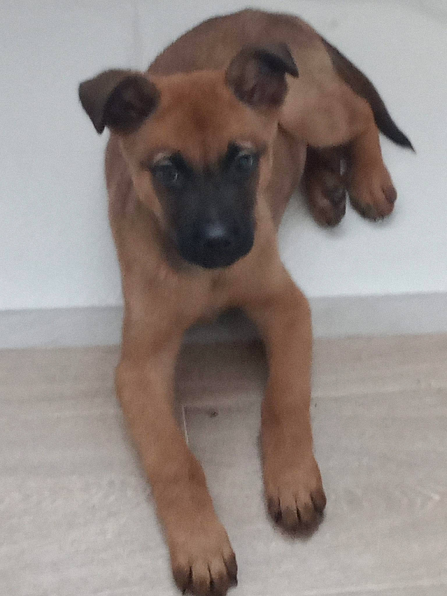 Angel participe au concours pour gagner de l'argent avec cette photo : ancient_dog_breeds, carnivore, companion_dog, dog, dog_breed, fawn, liver, paw, snout, sporting_group, terrestrial_animal, toy_dog, working_animal, working_dog