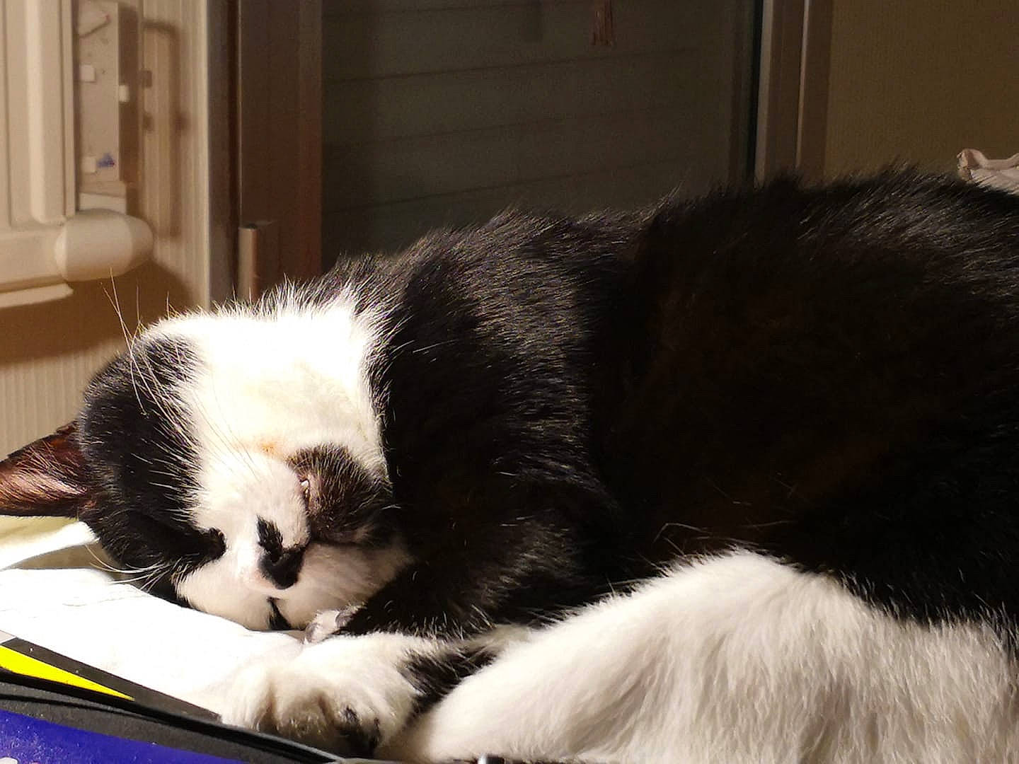 Le Chat a rejoint le concours — aidez-le/la à gagner de superbes lots ! carnivore, cat, comfort, domestic_short_haired_cat, felidae, fur, nap, sleep, small_to_medium_sized_cats, snout, terrestrial_animal, vertebrate, whiskers