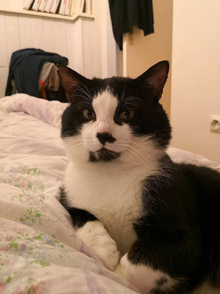 Le Chat participe au concours pour gagner de l'argent avec cette photo : bed, bed_sheet, bedding, blanket, carnivore, cat, comfort, felidae, fur, home_accessories, interior_design, linens, room, small_to_medium_sized_cats, snout, tail, terrestrial_animal, vertebrate, whiskers