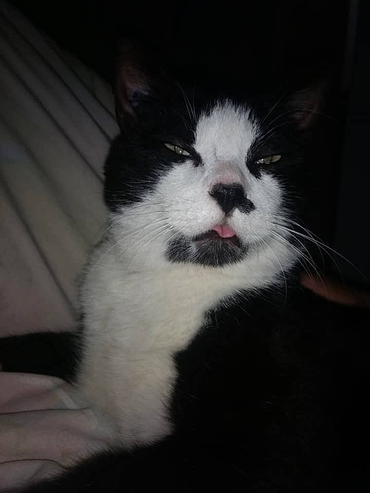 Le Chat participe au concours pour gagner de l'argent avec cette photo : black, carnivore, cat, darkness, facial_expression, felidae, fur, neck, organ, skin, small_to_medium_sized_cats, snout, terrestrial_animal, tongue, vertebrate, whiskers