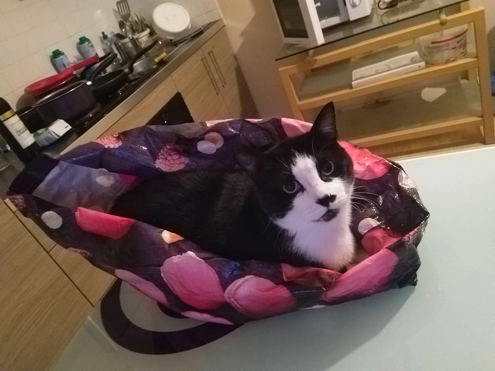 Le Chat a rejoint le concours — aidez-le/la à gagner de superbes lots ! cabinetry, carnivore, cat, cat_bed, cat_furniture, cat_supply, chest_of_drawers, comfort, drawer, felidae, home, home_accessories, interior_design, laminate_flooring, lamp, pet_supply, room, small_to_medium_sized_cats, whiskers, wood_flooring