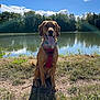 Biscuit a rejoint le concours — aidez-le/la à gagner de superbes lots ! dog, canine, pet, outdoor, lake, water, nature, grass, sky, cloud, sunlight, harness, tongue, animal, mammal, tree, summer, happy, sitting, daytime