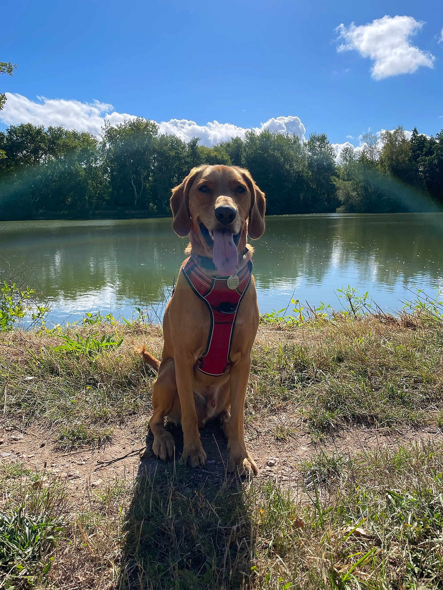 Biscuit