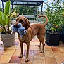 Biscuit a rejoint le concours — aidez-le/la à gagner de superbes lots ! dog, brown_dog, toy, plush_toy, patio, tiled_floor, plants, potted_plants, garden, gazebo, outdoor, sky, clouds, leafy_plants, greenery, pet, animal, standing, playful, nature