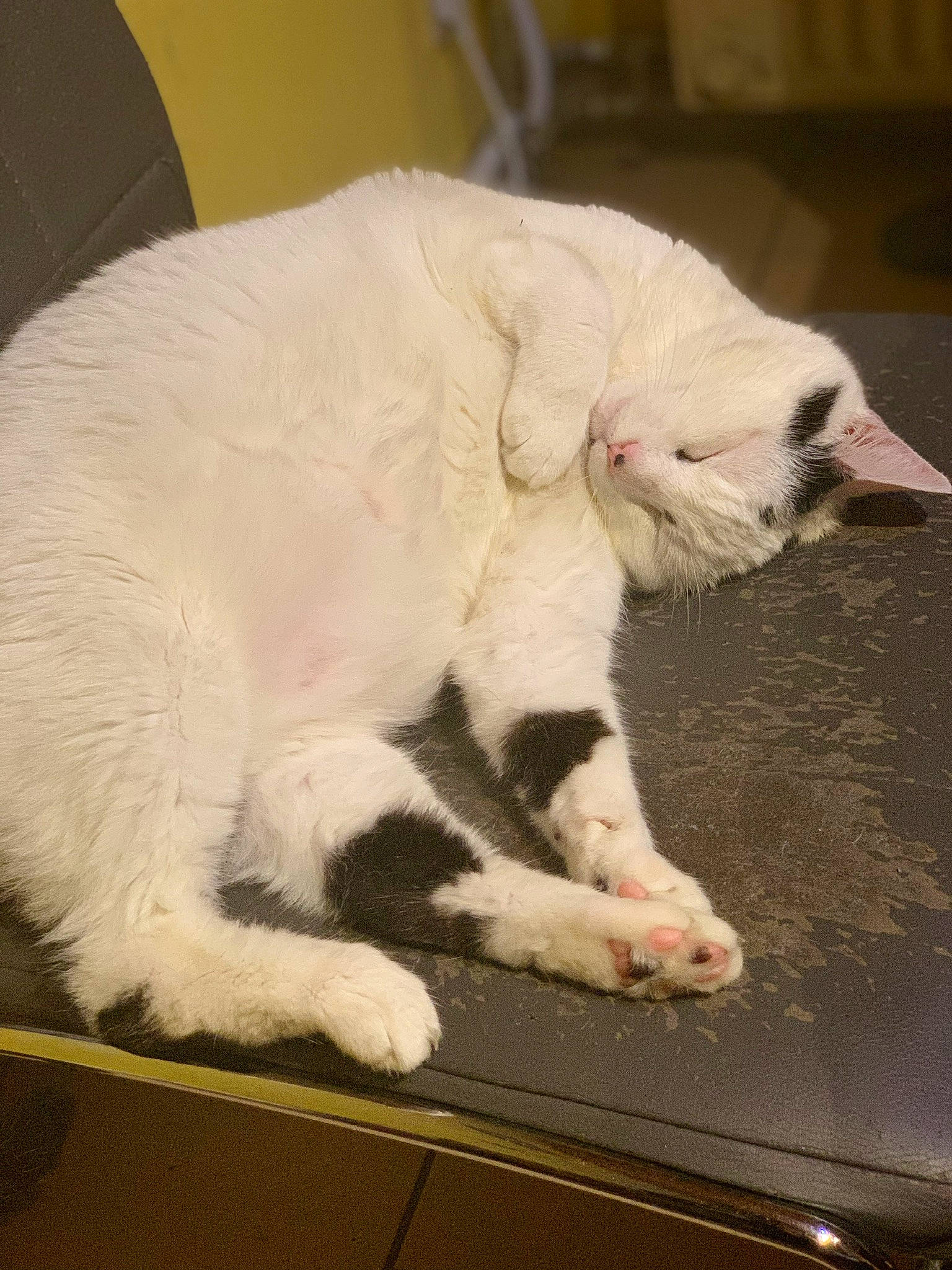 Juve participe au concours pour gagner de l'argent avec cette photo : carnivore, cat, claw, collar, domestic_short_haired_cat, felidae, fur, mammal, paw, small_to_medium_sized_cats, snout, tail, terrestrial_animal, vertebrate, whiskers