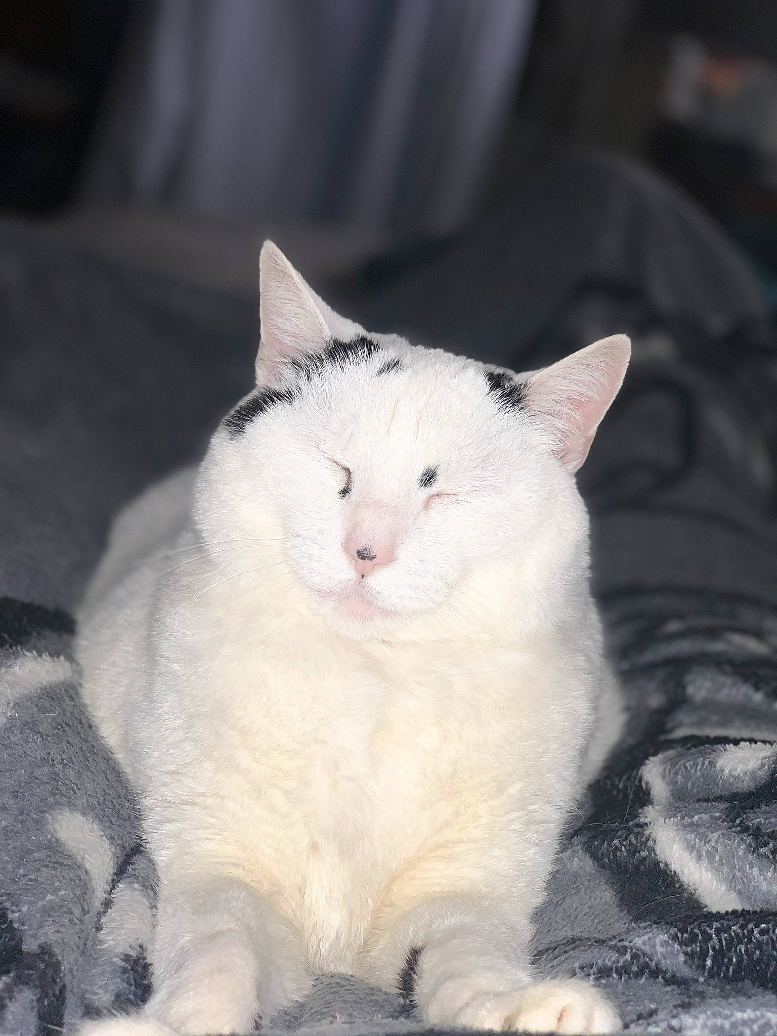 Juve participe au concours pour gagner de l'argent avec cette photo : carnivore, cat, domestic_short_haired_cat, felidae, fur, paw, small_to_medium_sized_cats, snout, terrestrial_animal, vertebrate, whiskers