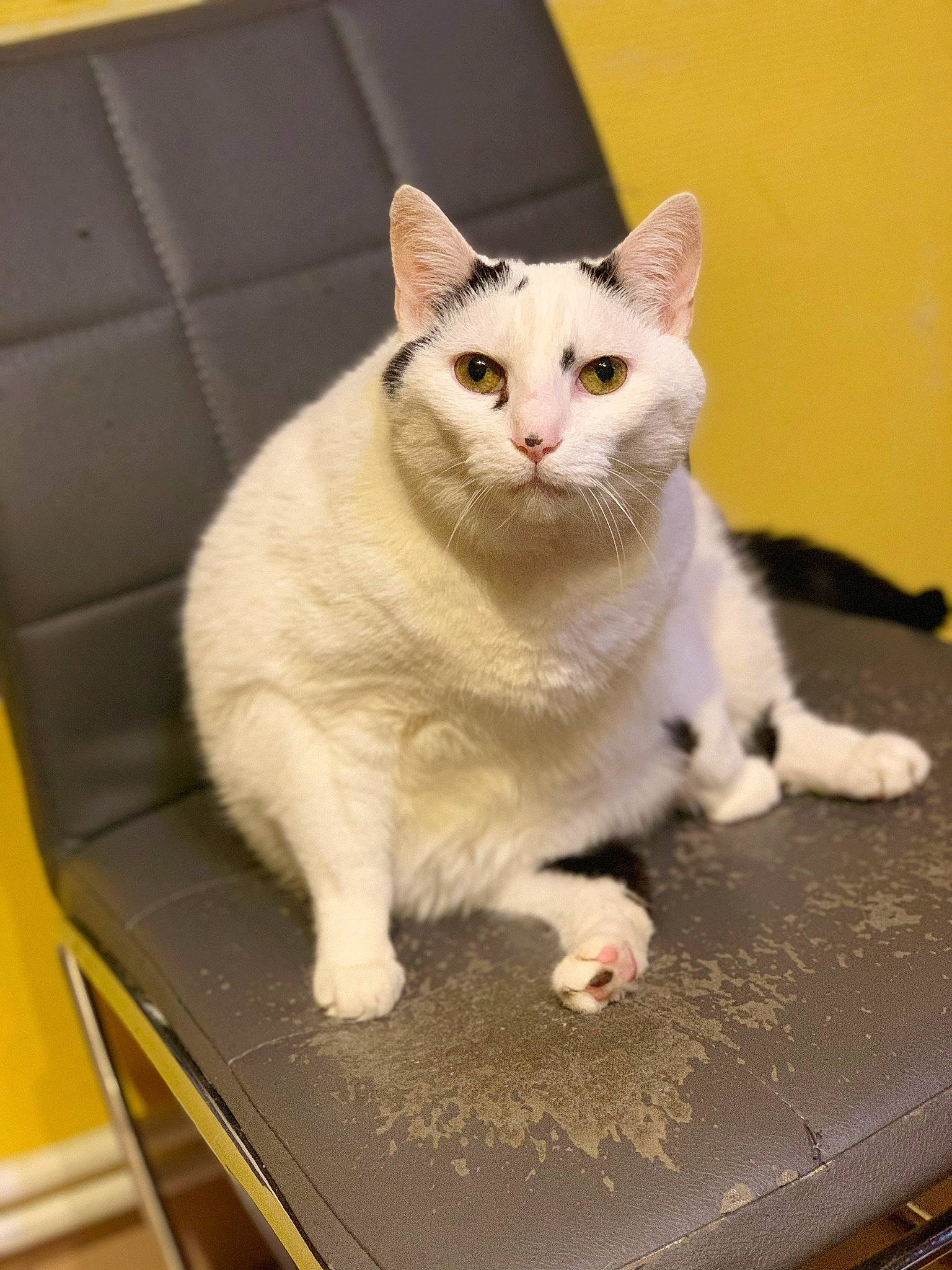 Juve participe au concours pour gagner de l'argent avec cette photo : carnivore, cat, domestic_short_haired_cat, fawn, felidae, foot, fur, paw, small_to_medium_sized_cats, snout, tail, toe, vertebrate, whiskers