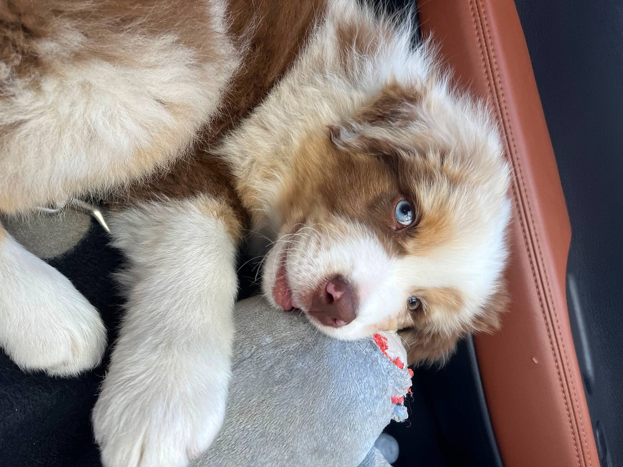 Brito participe au concours pour gagner de l'argent avec cette photo : canidae, carnivore, companion_dog, dog, dog_breed, fawn, fur, liver, non_sporting_group, paw, puppy, snout, sporting_group, terrestrial_animal, whiskers, working_animal, working_dog