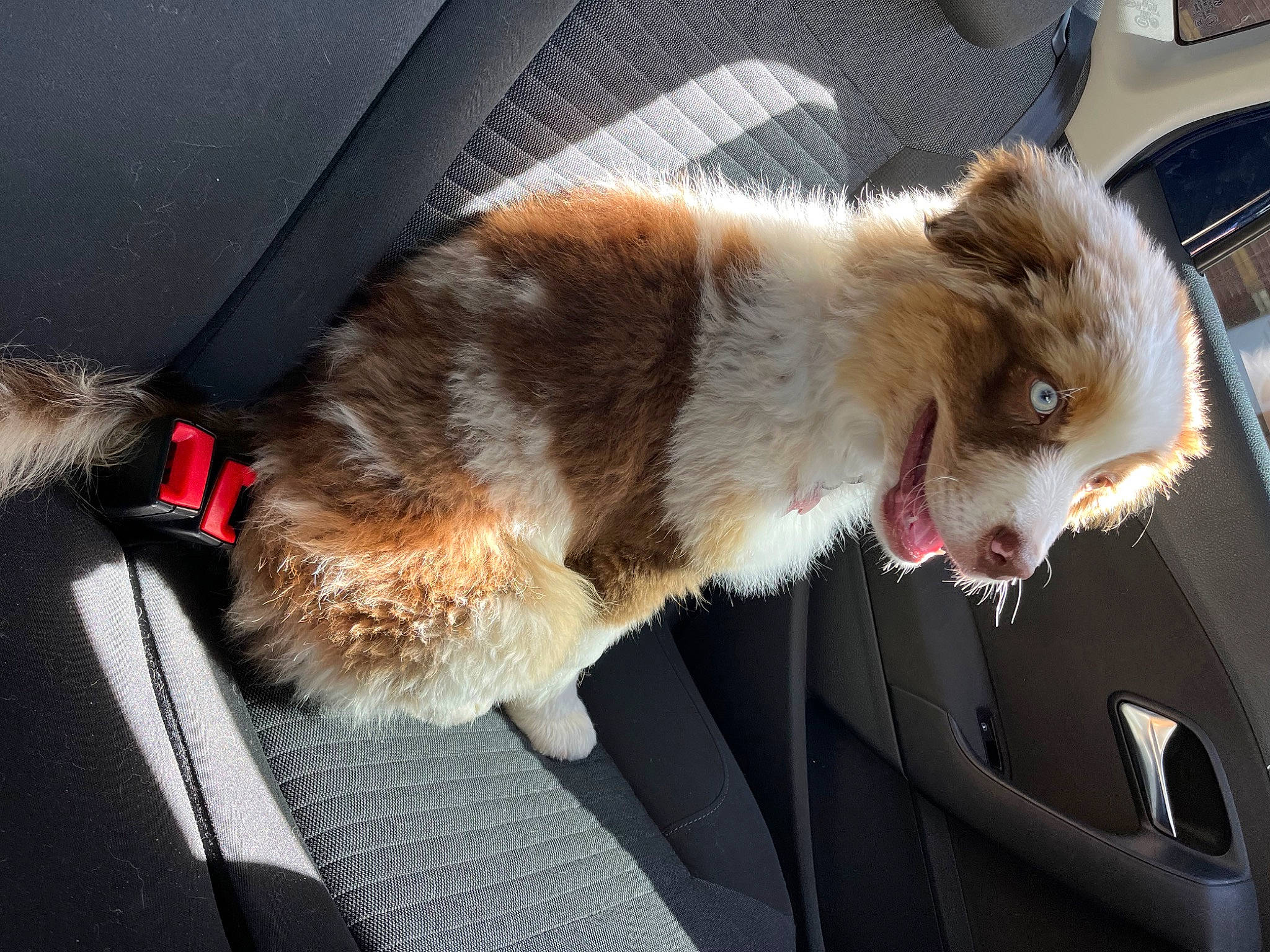 Brito a rejoint le concours — aidez-le/la à gagner de superbes lots ! auto_part, automotive_exterior, automotive_window_part, canidae, car, claw, companion_dog, dog_breed, fawn, felidae, fur, motor_vehicle, small_to_medium_sized_cats, sporting_group, tail, vehicle, vehicle_door, whiskers, windscreen_wiper, windshield