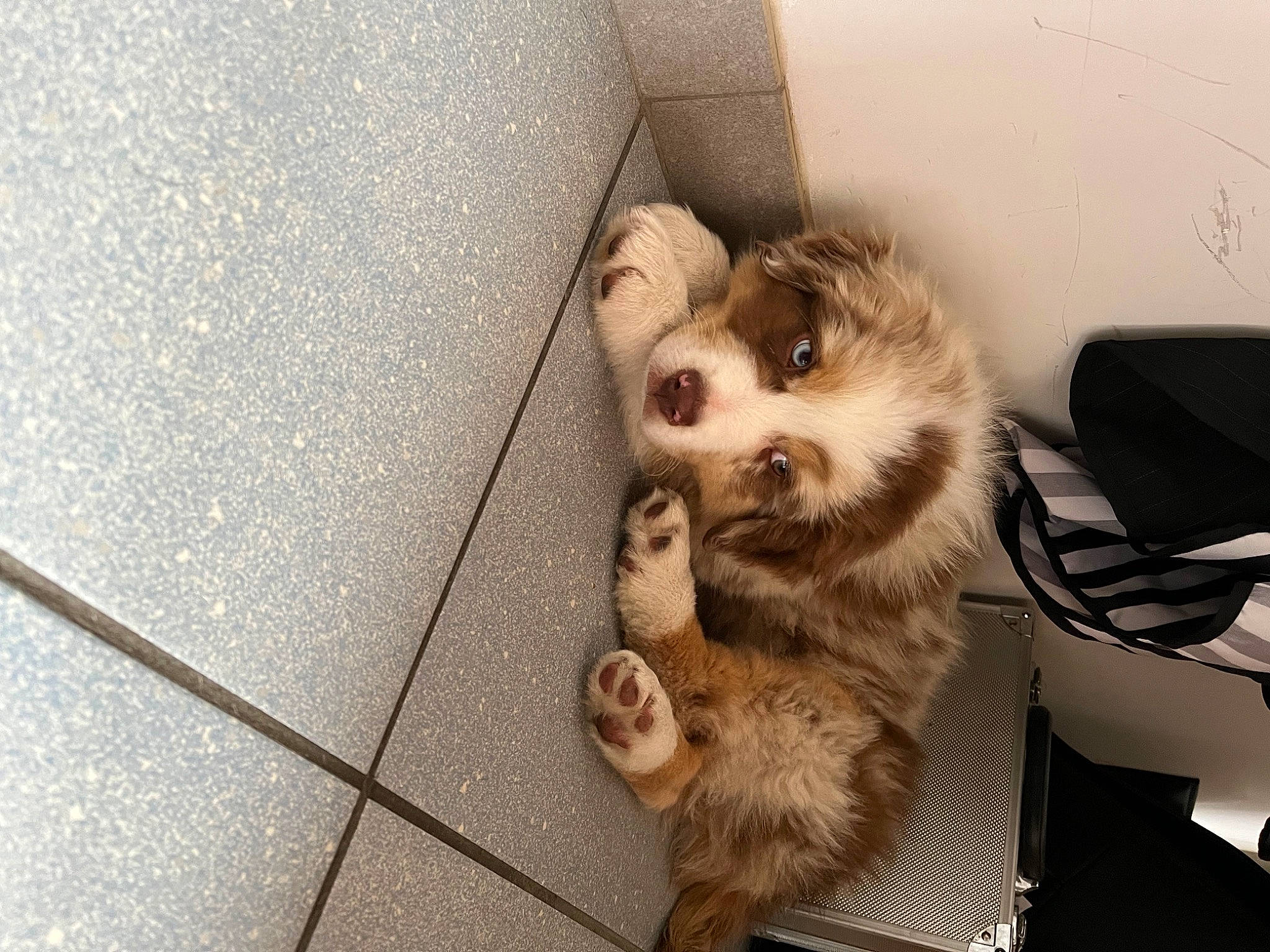 Brito a rejoint le concours — aidez-le/la à gagner de superbes lots ! carnivore, companion_dog, dog, dog_breed, dog_supply, fawn, flooring, fur, german_spitz, paw, pet_supply, pomeranian, procyonidae, snout, spitz, toy_dog, volpino_italiano, whiskers, wood, working_animal