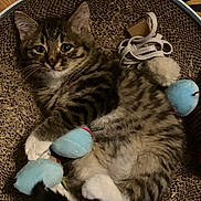 Rollie is registered to the contest to win money with this photo: kitten, tabby, cat, toy, plush_toy, scratcher, claw_scratcher, feline, pet, sleepy, cozy, indoor, cute, animal, paw, fur, whiskers, relaxed, resting, playful