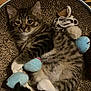 kitten, tabby, cat, toy, plush_toy, scratcher, claw_scratcher, feline, pet, sleepy, cozy, indoor, cute, animal, paw, fur, whiskers, relaxed, resting, playful