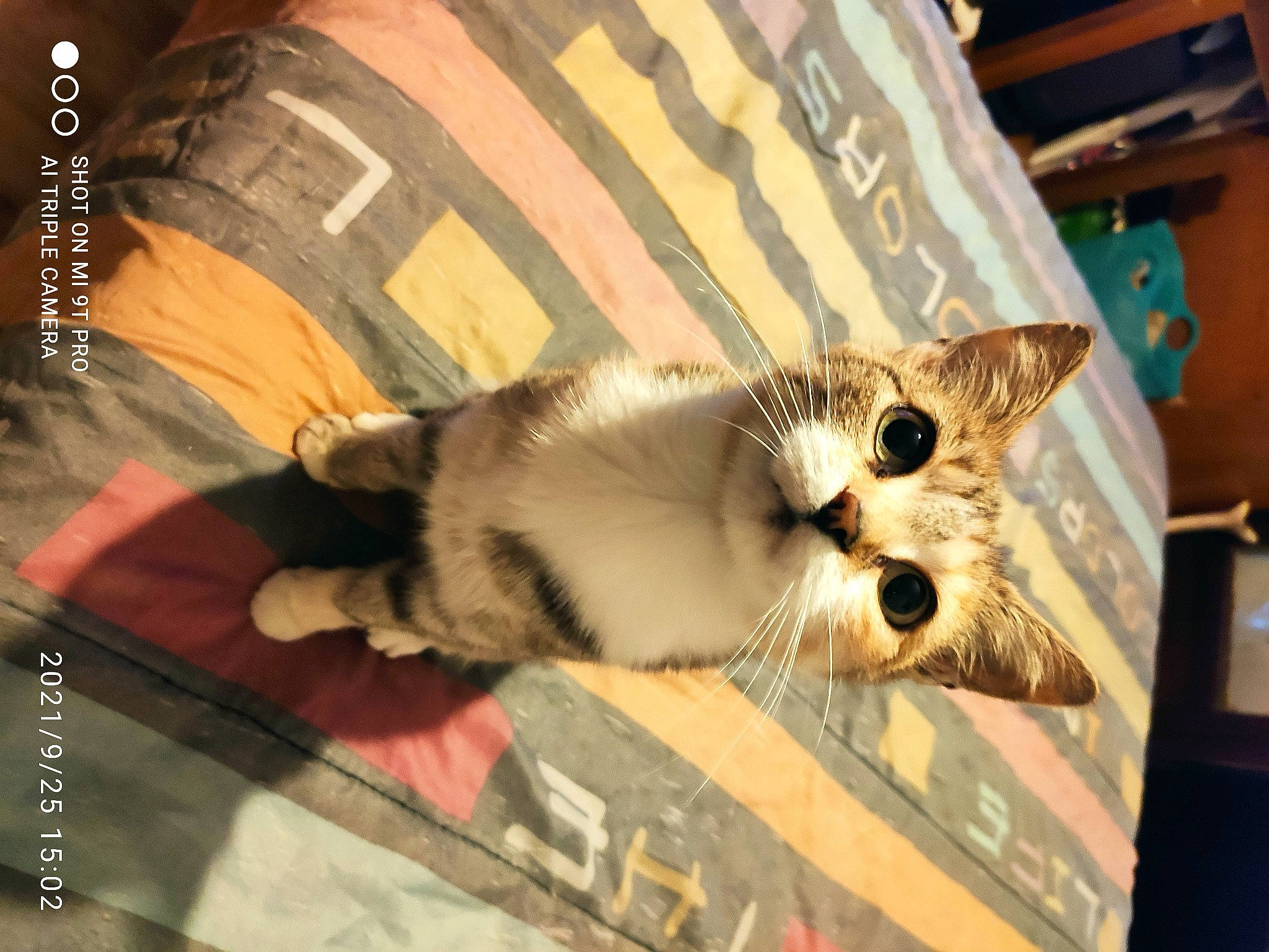 Popi a rejoint le concours — aidez-le/la à gagner de superbes lots ! canidae, cardboard, carnivore, cat, claw, companion_dog, dog_breed, domestic_short_haired_cat, fawn, felidae, flooring, fur, paw, photo_caption, room, small_to_medium_sized_cats, snout, tail, whiskers, wood