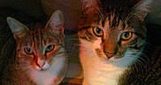 Whisky participe au concours pour gagner de l'argent avec cette photo :