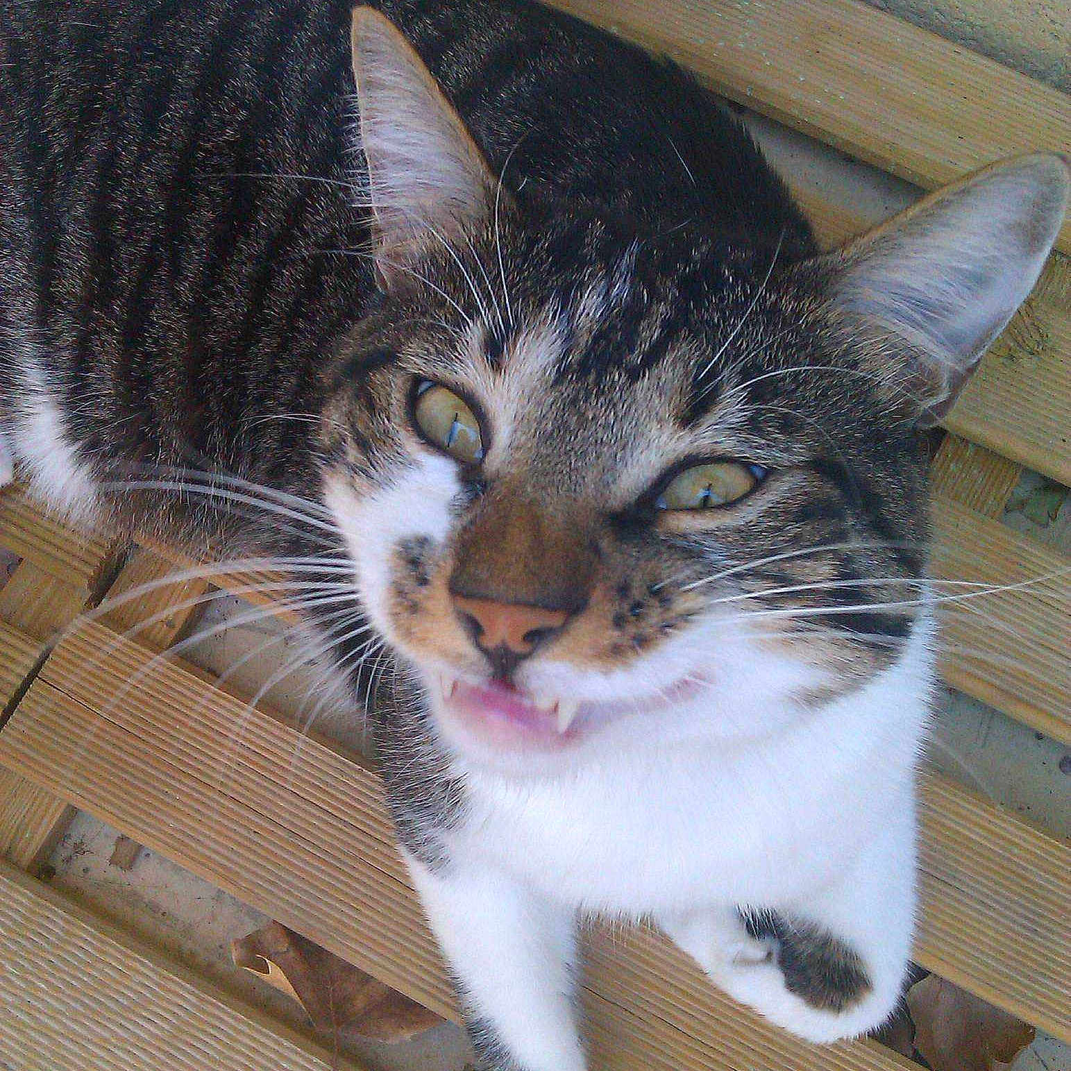 Whisky