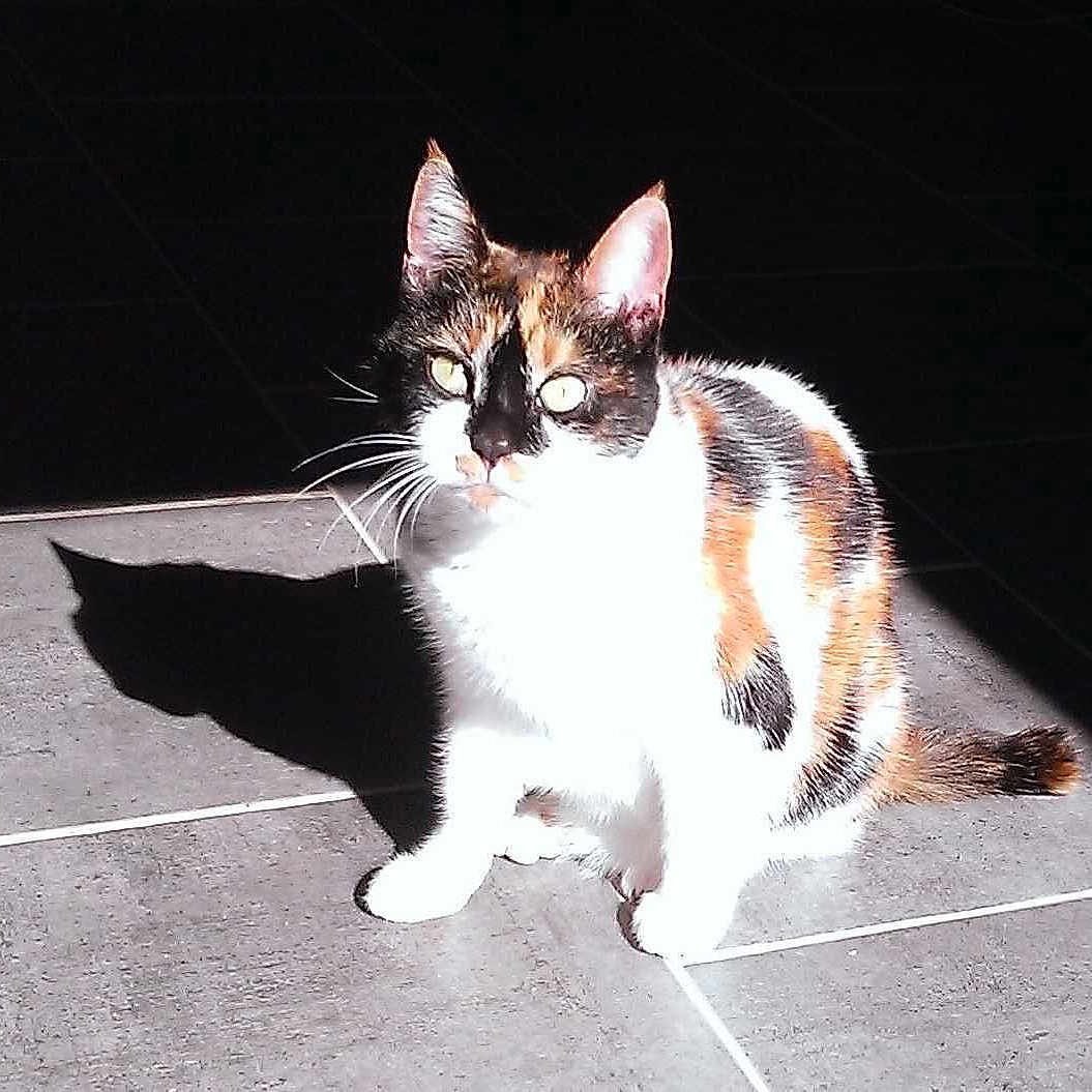 Kyara