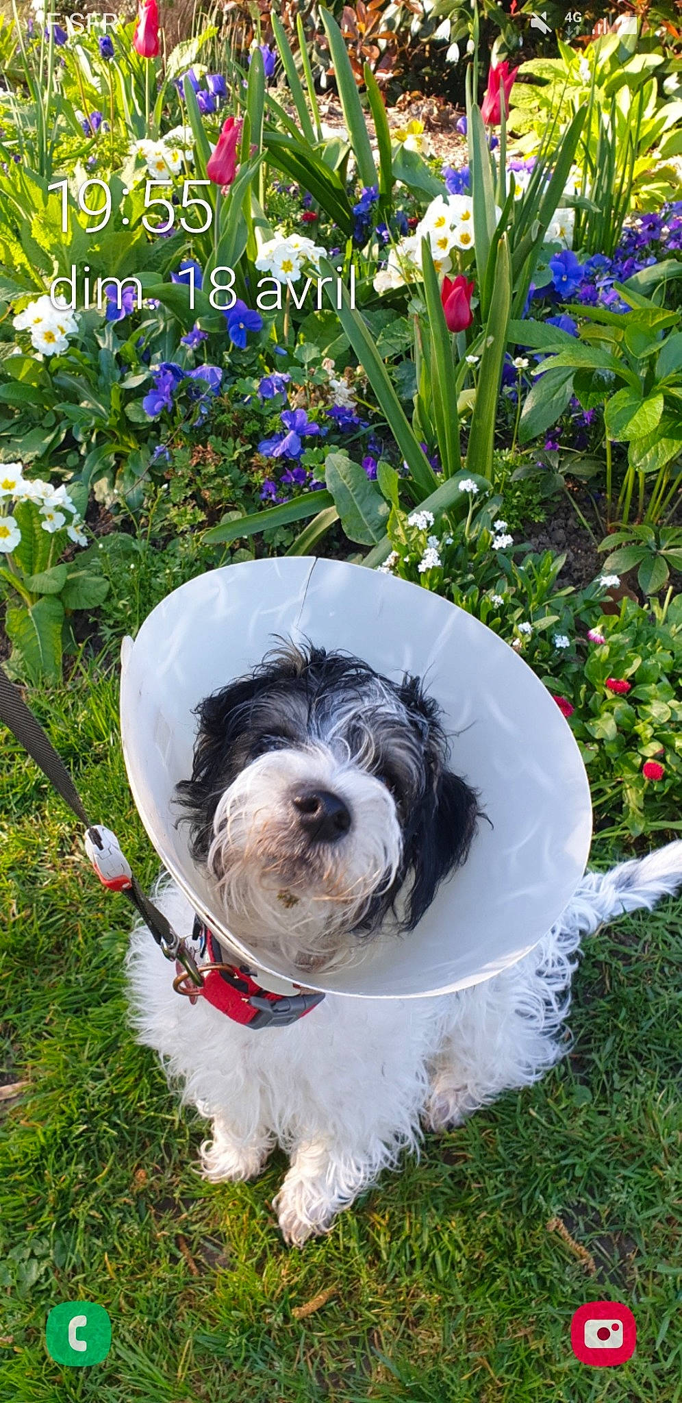 Pongo participe au concours pour gagner de l'argent avec cette photo : canidae, carnivore, collar, companion_dog, dog, dog_breed, dog_collar, dog_supply, flower, garden, grass, plant, shrub, small_terrier, snout, sporting_group, terrier, toy_dog, water_dog, working_animal