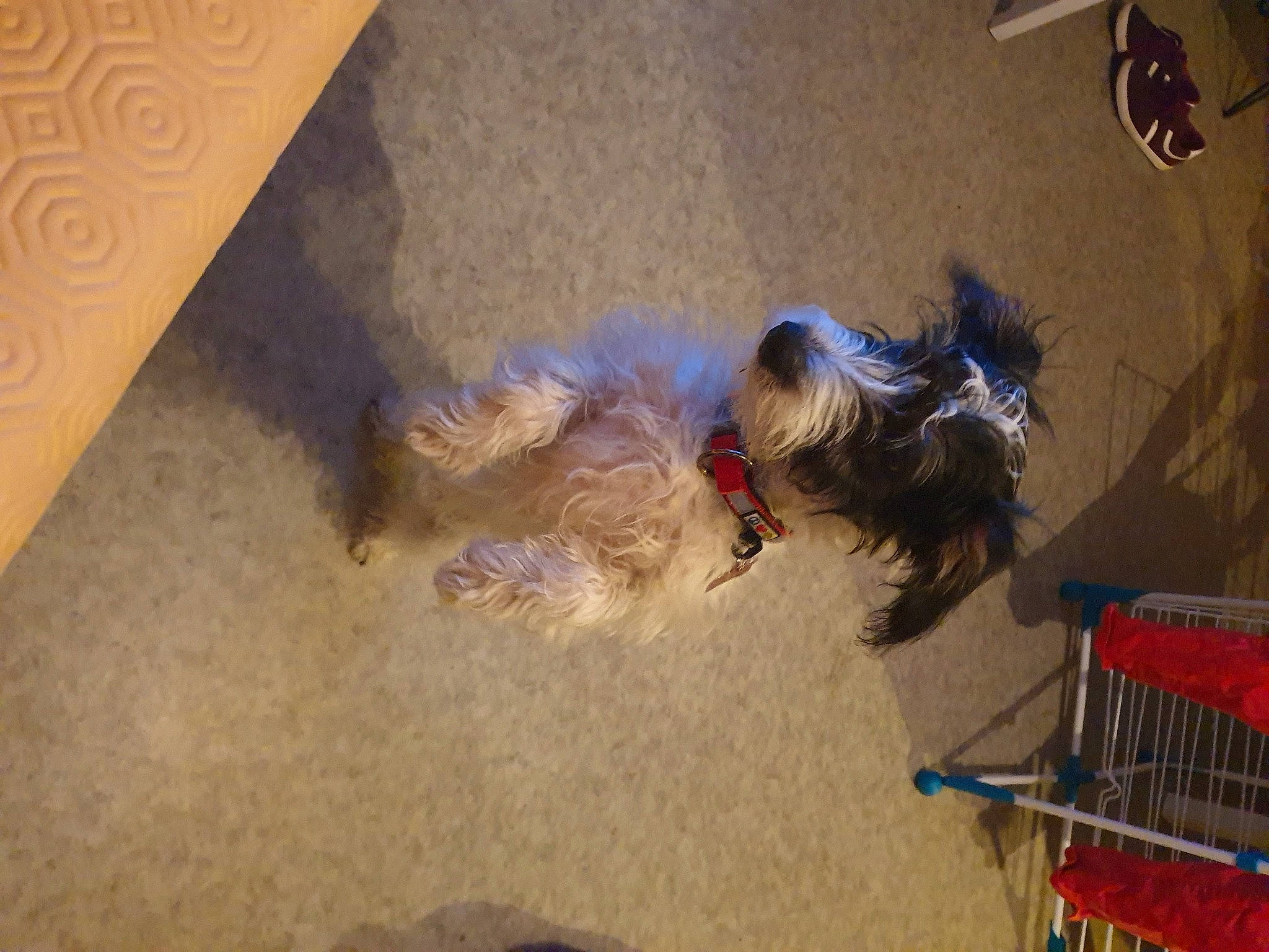 Pongo a rejoint le concours — aidez-le/la à gagner de superbes lots ! canidae, carnivore, companion_dog, concrete, dog, dog_breed, dog_supply, floor, flooring, fun, fur, gas, hardwood, pet_supply, small_terrier, sporting_group, tail, terrier, toy_dog, wood