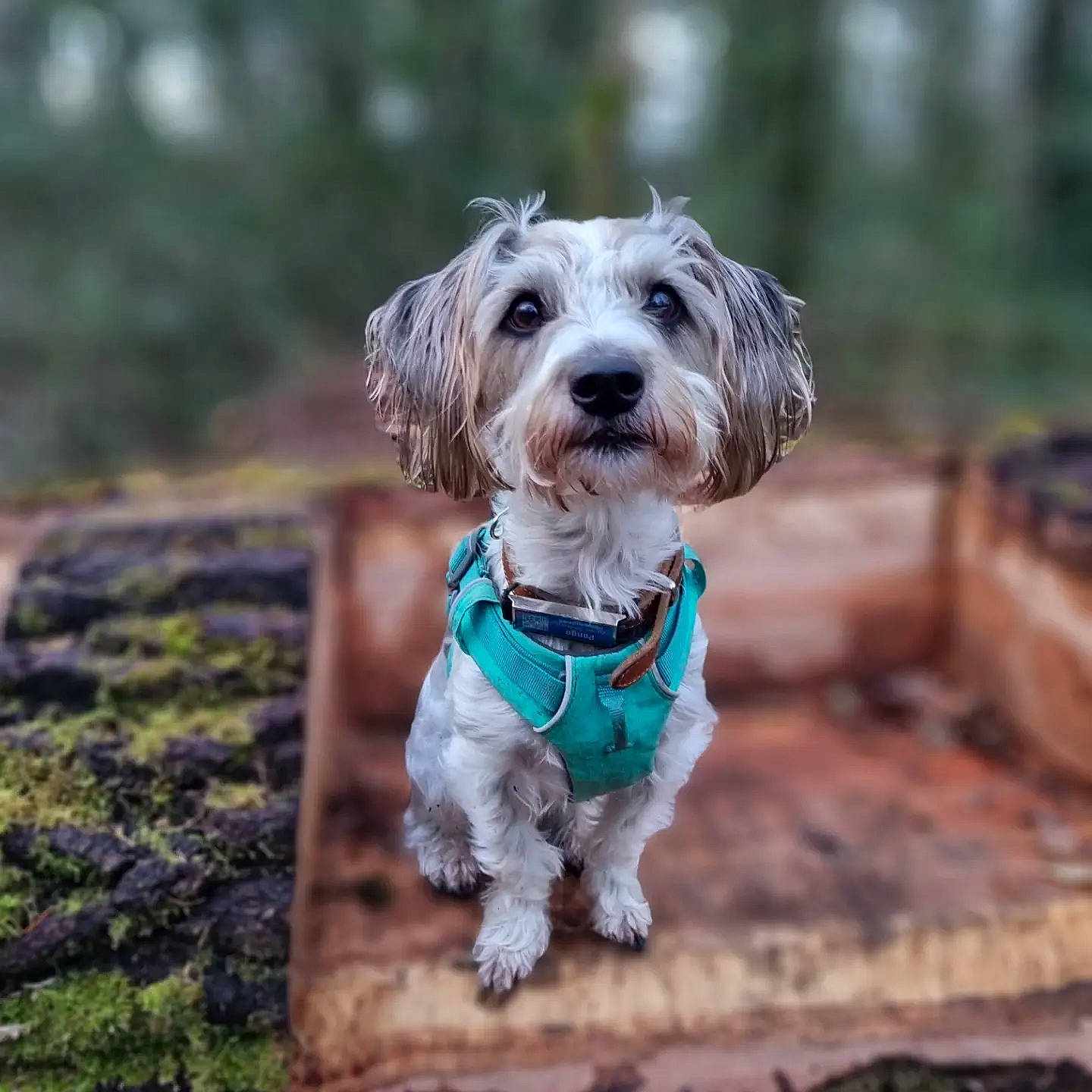 Pongo participe au concours pour gagner de l'argent avec cette photo : canidae, carnivore, collar, companion_dog, dog, dog_breed, dog_clothes, dog_collar, dog_supply, fawn, grass, leash, maltepoo, small_terrier, snout, sporting_group, terrier, toy_dog, wood, working_animal