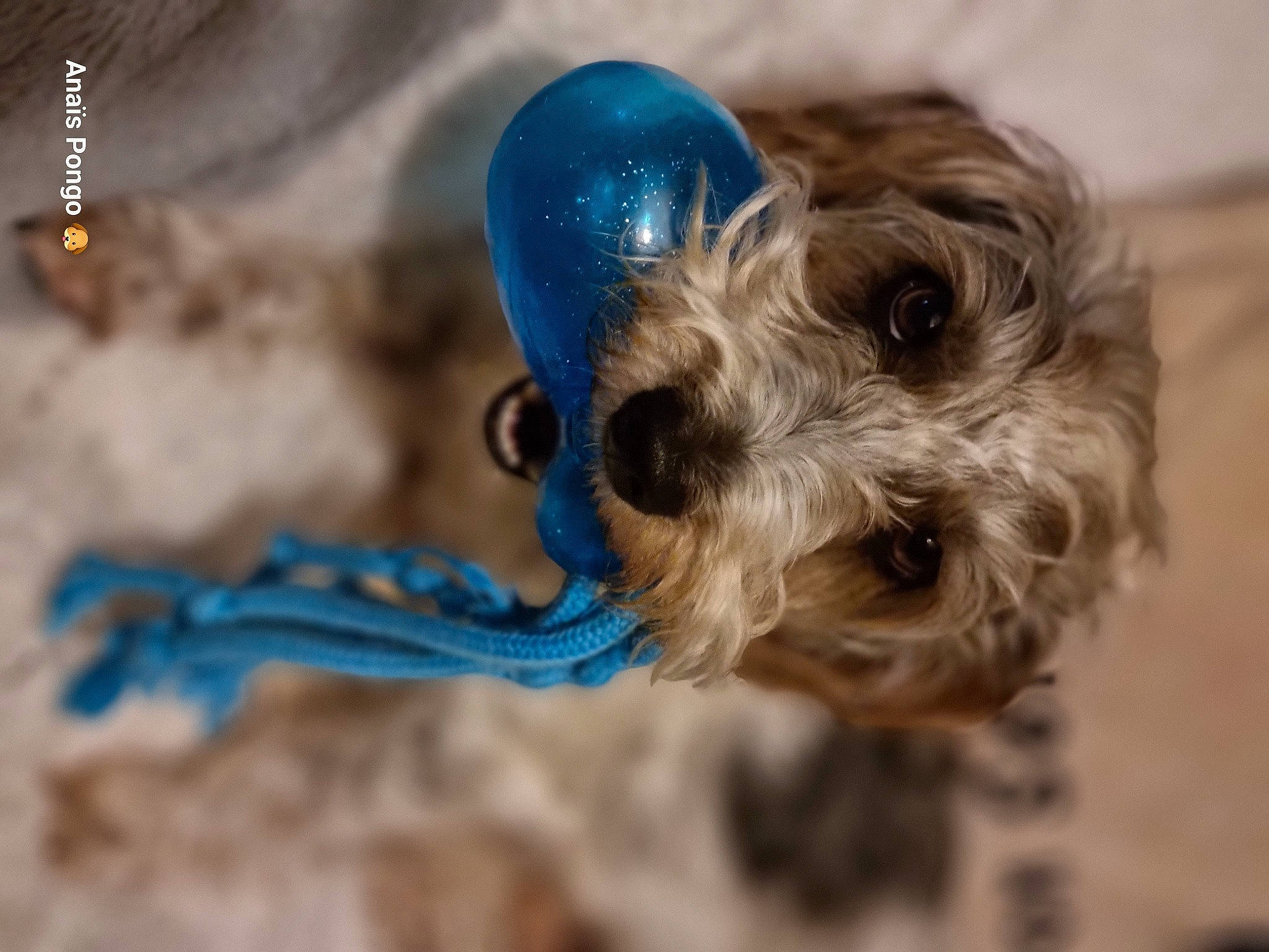 Pongo a rejoint le concours — aidez-le/la à gagner de superbes lots ! canidae, carnivore, companion_dog, dog, dog_breed, dog_collar, dog_supply, electric_blue, fashion_accessory, fawn, fur, jewellery, paw, pet_supply, small_terrier, snout, sporting_group, terrier, toy_dog, working_animal