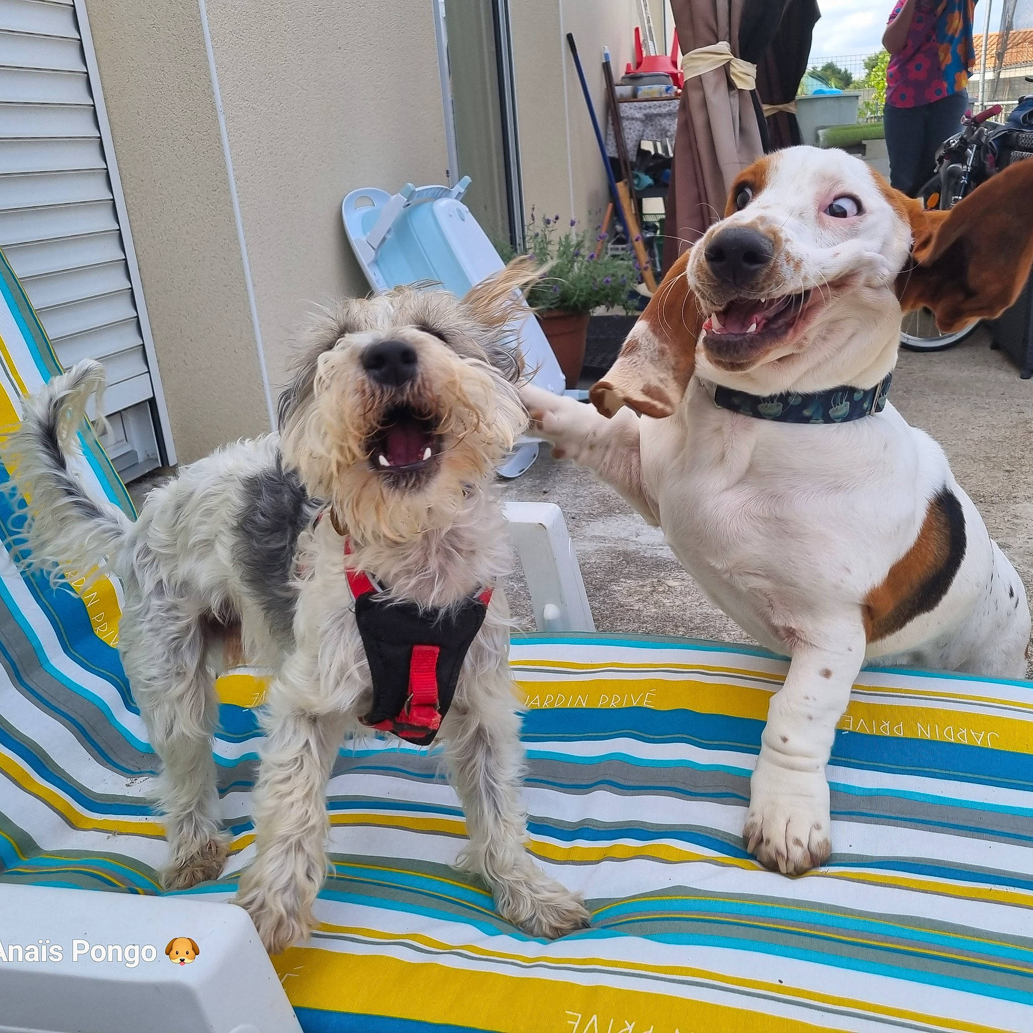 Pongo participe au concours pour gagner de l'argent avec cette photo : canidae, carnivore, collar, companion_dog, dog, dog_breed, dog_collar, dog_supply, fur, lakeland_terrier, leash, pet_supply, schnauzer, small_terrier, snout, sporting_group, terrier, water_dog, wire_hair_fox_terrier, working_animal