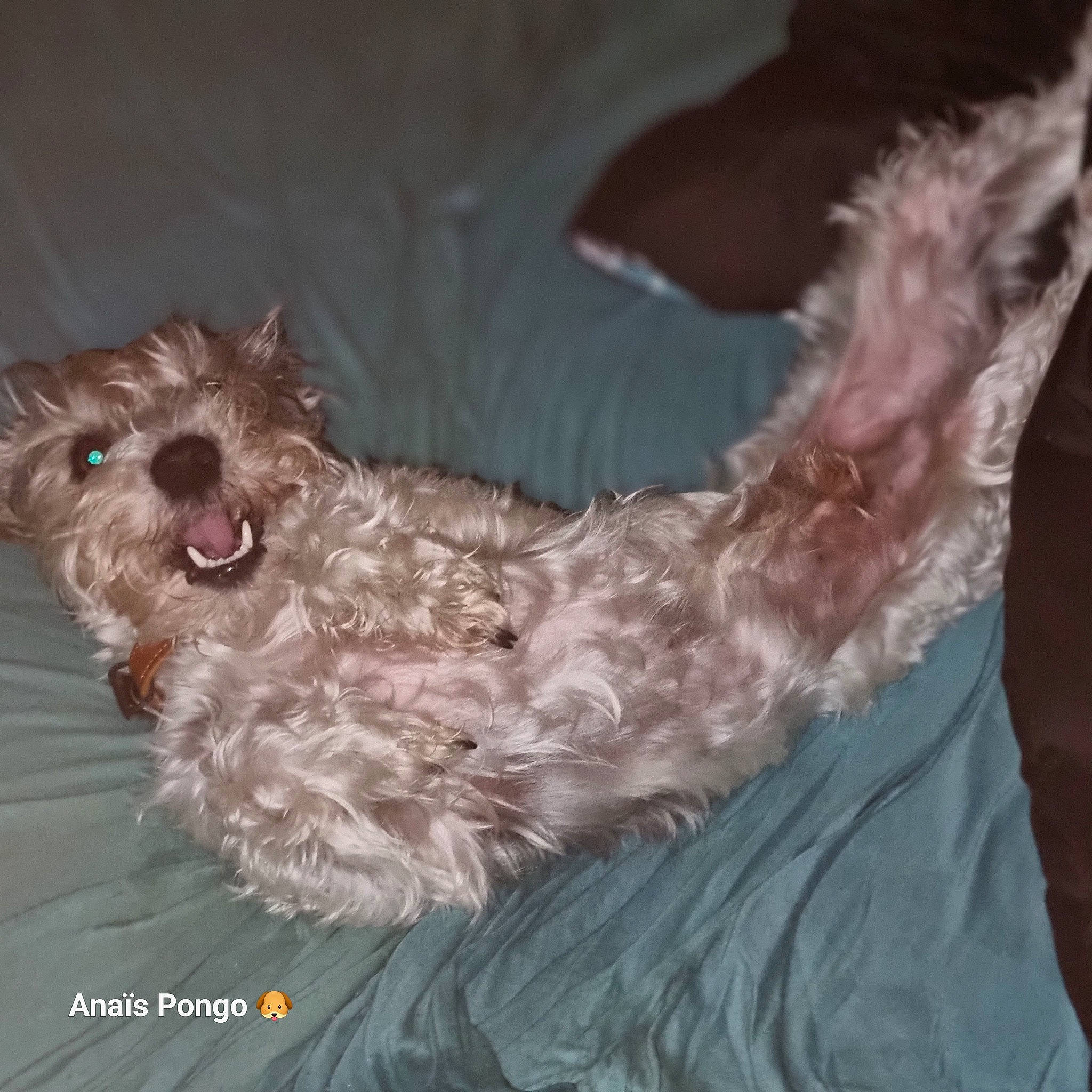 Pongo participe au concours pour gagner de l'argent avec cette photo : canidae, carnivore, companion_dog, dog, dog_breed, dog_supply, fur, labradoodle, liver, non_sporting_group, small_terrier, sporting_group, terrier, toy_dog, water_dog, working_animal, yorkipoo