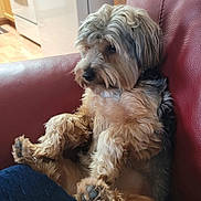 Chloe joined the competition — help win amazing prizes! dog, pet, indoor, red_leather_chair, relaxed, fluffy, paw, seated, contemplative, fur, cute, domestic, animal, companion, cozy, home, living_room, portrait, mammal, casual