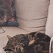 Tay a rejoint le concours — aidez-le/la à gagner de superbes lots ! cat, tabby, sleeping, couch, indoor, pet, feline, cozy, resting, fur, animal, home, comfort, relaxation, paws, curled_up, soft, texture, living_room, quiet