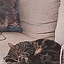 cat, tabby, sleeping, couch, indoor, pet, feline, cozy, resting, fur, animal, home, comfort, relaxation, paws, curled_up, soft, texture, living_room, quiet