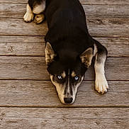 Valka participe au concours pour gagner de l'argent avec cette photo : alert, animal, blue_eyes, brown_wood, canine, closeup, dog, ears, floor, fur, husky, laying, looking, lying_down, nature, outdoor, pet, portrait, resting, wooden_deck