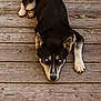 alert, animal, blue_eyes, brown_wood, canine, closeup, dog, ears, floor, fur, husky, laying, looking, lying_down, nature, outdoor, pet, portrait, resting, wooden_deck