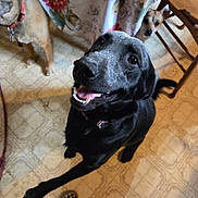 Lily Rose joined the competition — help win amazing prizes! black_dog, brown_dog, checkered_shoes, collar, curtain, dog, floor, floral_curtain, happy, indoor, linoleum_floor, looking_up, paw, person_feet, pet, playful, small_dog, smiling_dog, three_dogs, wooden_chair