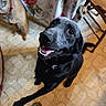 black_dog, brown_dog, checkered_shoes, collar, curtain, dog, floor, floral_curtain, happy, indoor, linoleum_floor, looking_up, paw, person_feet, pet, playful, small_dog, smiling_dog, three_dogs, wooden_chair