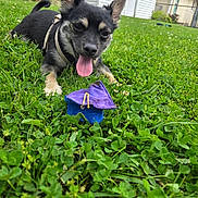 Diger joined the competition — help win amazing prizes! animal, daylight, dog, ears, fence, grass, greenery, happy, house, nature, outdoor, pet, playful, puppy, small_toy, suburban, summer, tongue, toy, yard