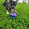 animal, daylight, dog, ears, fence, grass, greenery, happy, house, nature, outdoor, pet, playful, puppy, small_toy, suburban, summer, tongue, toy, yard