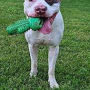 Buck is registered to the contest to win money with this photo: animal, brown_patch, canine, close_up, cute, daylight, dog, friendly, grass, green_toy, greenery, happy, lawn, nature, outdoor, pet, playful, standing, tongue_out, white_dog